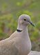 W14-Collared Dove