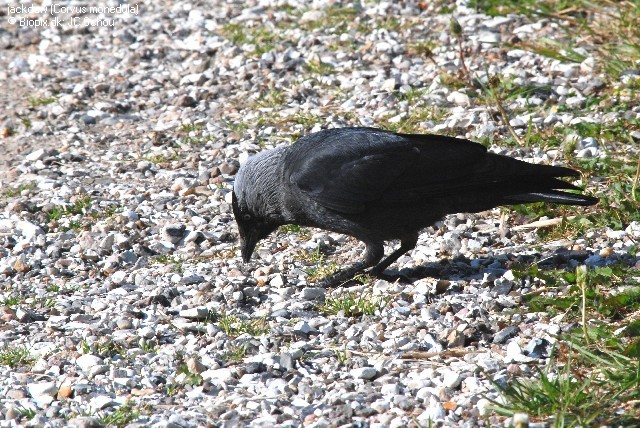 W26-Jackdaw